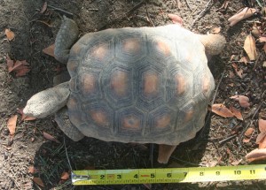 Tortoise 10 Years Old