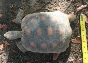 Tortoise 10 Years Old