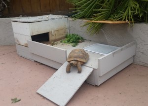 Tortoise 11 Years Old