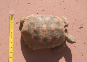 Tortoise 11 Years Old