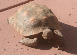 Tortoise 12 Years Old