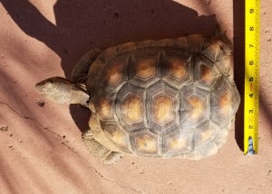 Tortoise 13 Years Old