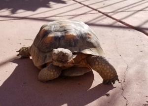Tortoise 13 Years Old