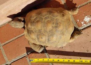 Tortoise 14 Years Old