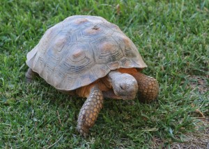 Tortoise 8 Years Old