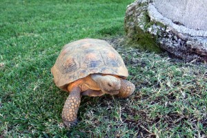 Tortoise 9 Years Old