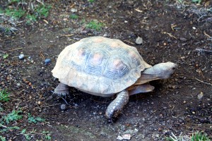 Tortoise 9 Years Old