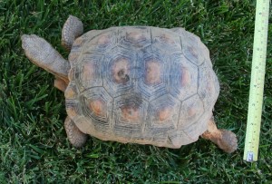 Tortoise 8 Years Old