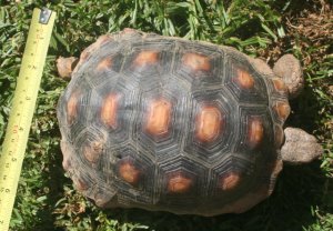 Tortoise 5 Years Old