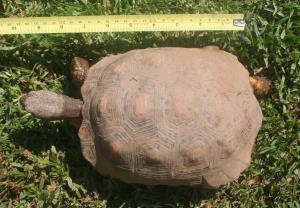 Tortoise 6 Years Old