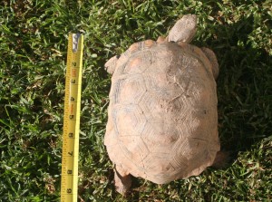 Tortoise 7 Years Old