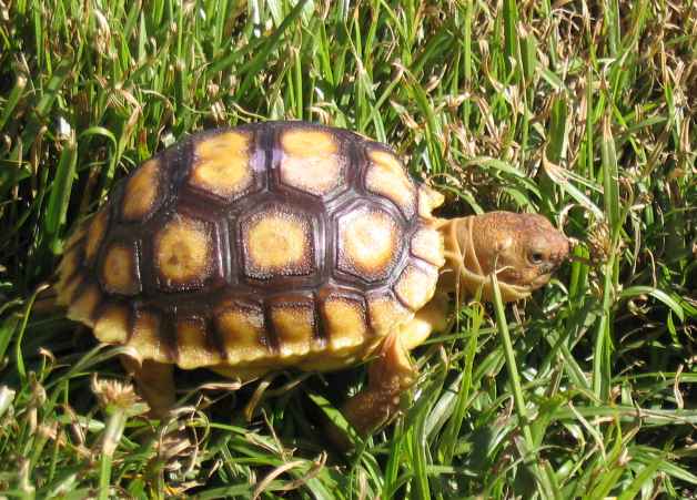 Desert Tortoise, Duke