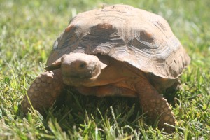 Desert Tortoise, Duke