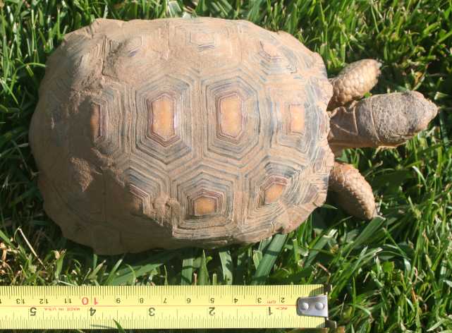 Desert Tortoise, Duke