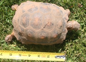 Desert Tortoise, Duke